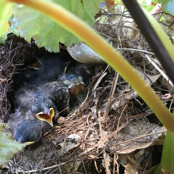 🛑STOP THE SCAMS!  PLEASE READ!!!🛑 - Picture 9 of 12